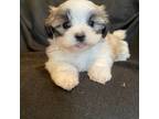 Mutt Puppy for sale in Irvington, KY, USA