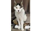 Adopt Sammy a White Domestic Shorthair / Mixed Breed (Medium) / Mixed (short