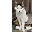 Adopt Sammy a White Domestic Shorthair / Domestic Shorthair / Mixed cat in Key