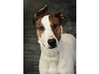 Adopt Pebbles a White Whippet / Terrier (Unknown Type, Medium) / Mixed (short