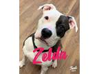 Adopt Zelda a Black American Pit Bull Terrier / Mixed Breed (Medium) / Mixed