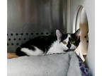 Adopt Mooshoo a White Domestic Shorthair / Domestic Shorthair / Mixed cat in