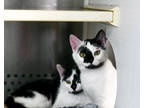 Adopt La Vache a White Domestic Shorthair / Domestic Shorthair / Mixed cat in