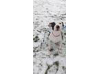 Adopt Bambi a White American Pit Bull Terrier / Mixed dog in Fond du Lac