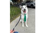 Adopt Ghost a White - with Black Siberian Husky / Mixed dog in North Salem
