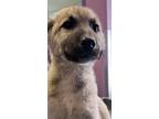 Adopt Data Management* a White German Shepherd Dog / Mixed dog in El Paso