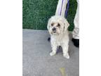 Adopt 55386033 a White Border Terrier / Mixed dog in El Paso, TX (40832340)