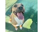 Adopt Randall* a Brown/Chocolate Labrador Retriever / Mixed dog in El Paso