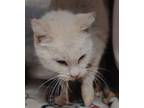 Adopt Athena* a White Siamese / Mixed cat in El Paso, TX (40688062)