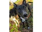 Adopt Ace a Black - with White German Shepherd Dog / Mixed dog in Grants Pass