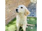 Golden Retriever Puppy for sale in Apple Valley, CA, USA