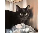 Adopt Midnight a All Black Domestic Shorthair / Mixed cat in Merriam