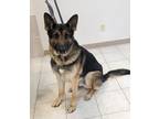 Adopt Rocco a German Shepherd Dog / Mixed dog in Osage Beach, MO (40832271)