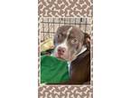 Adopt Lucky Dog a Brown/Chocolate - with White Hound (Unknown Type) / Doberman