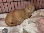 Adopt Lil Buffy a Tan or Fawn Domestic Shorthair (short coat) cat in Medford