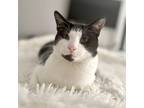 Adopt Molly a White Domestic Shorthair (short coat) cat in Union Grove
