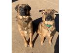 Adopt Lobo and Oso a Tan/Yellow/Fawn Shepherd (Unknown Type) / Black Mouth Cur
