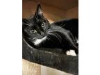 Adopt Blossom a Black & White or Tuxedo Domestic Shorthair / Mixed cat in