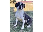 Adopt lily a White - with Black Pit Bull Terrier / Mixed dog in Muscatine