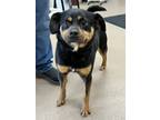 Adopt Bruce a Black - with Tan, Yellow or Fawn Terrier (Unknown Type