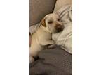Adopt Petunia a White Shar Pei / Mixed dog in El Paso, TX (40732509)