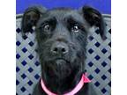 Adopt Nala a Schnauzer (Standard) / Mixed dog in Fort Davis, TX (40829667)