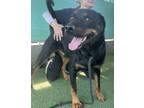 Adopt Tiny a Black - with Tan, Yellow or Fawn Rottweiler / Labrador Retriever /