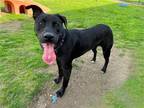 Adopt LEO a Black Labrador Retriever / Mixed dog in Tustin, CA (40779998)