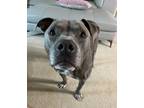 Adopt Django a Gray/Blue/Silver/Salt & Pepper American Pit Bull Terrier / Mixed