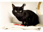 Adopt Slugger a All Black Domestic Shorthair / Domestic Shorthair / Mixed cat in