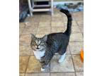 Adopt Troy a Gray or Blue Domestic Shorthair / Mixed Breed (Medium) / Mixed