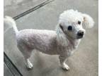 Adopt Chip a White Poodle (Miniature) / Mixed dog in Canoga Park, CA (34940144)