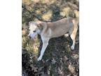 Adopt Josie a White - with Tan, Yellow or Fawn Labrador Retriever / Mixed dog in