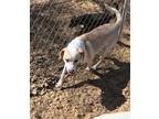 Adopt Tucker a Black - with Tan, Yellow or Fawn Labrador Retriever / Mixed dog