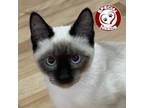 Adopt Ravi a Cream or Ivory (Mostly) Siamese (short coat) cat in Davis