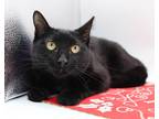 Adopt Reya a All Black Domestic Shorthair / Mixed cat in Muskegon, MI (40827858)