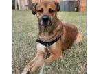 Adopt Gerald a Brown/Chocolate - with Black Shepherd (Unknown Type) / Mixed dog