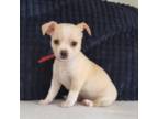 Chihuahua Puppy for sale in New Port Richey, FL, USA