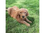 Goldendoodle Puppy for sale in Martinsburg, PA, USA