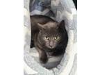 Adopt 6126 (Timber) a Gray or Blue Domestic Shorthair / Mixed (short coat) cat