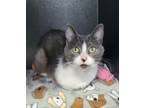 Adopt 6137 (Luna) a Gray or Blue (Mostly) Domestic Shorthair / Mixed (short
