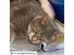Adopt Lusee a Gray, Blue or Silver Tabby American Shorthair / Mixed (short coat)