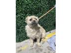 Adopt 55382665 a Tan/Yellow/Fawn Border Terrier / Mixed dog in El Paso