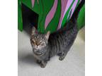 Adopt Joy a Domestic Shorthair / Mixed (short coat) cat in Bloomington