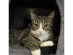 Adopt Zoya a Domestic Shorthair / Mixed (short coat) cat in Island Lake