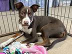 Adopt Penny a Brown/Chocolate - with White Boxer / Mixed Breed (Medium) dog in