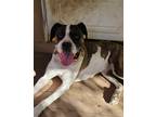 Adopt Moana a Boxer dog in Denver, CO (39714431)