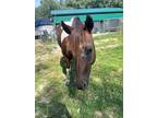 Adopt Tailor a Paint/Pinto / Mixed horse in WAYNESVILLE, GA (40826883)