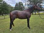 Adopt Indy a Thoroughbred / Mixed horse in WAYNESVILLE, GA (40826882)