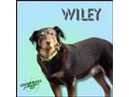 Adopt Wiley a Brown/Chocolate - with Tan Australian Shepherd / Labrador